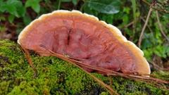 Fomitopsis schrenkii
