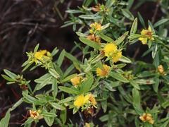 Hypericum prolificum