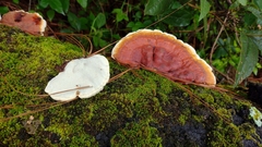 Fomitopsis schrenkii