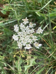 Daucus carota