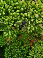 Megachile mendica