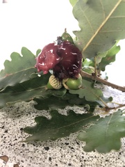 Andricus dentimitratus