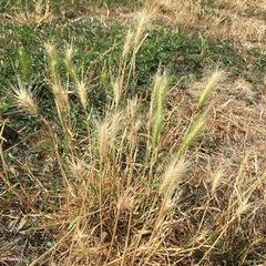 Hordeum jubatum