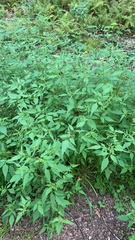 Bidens frondosa