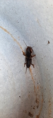 Gryllotalpa gryllotalpa