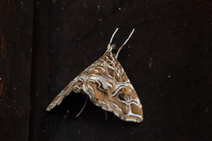 Paracymoriza vagalis