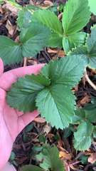 Fragaria × ananassa