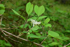 Lonicera fragrantissima