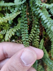 Asplenium viride