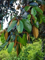 Chrysophyllum cainito