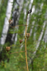 Lilium martagon pilosiusculum