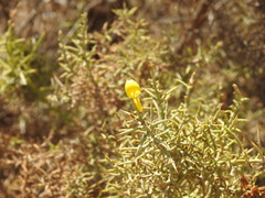 Ulex argenteus subsericeus