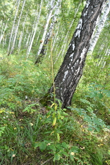 Lilium martagon pilosiusculum