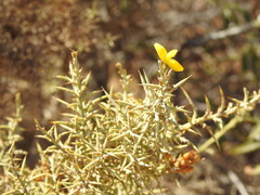 Ulex argenteus subsericeus
