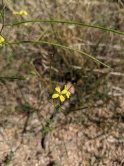 Sisymbrium altissimum