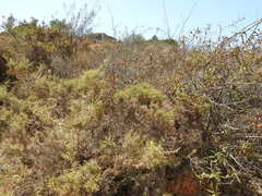 Ulex argenteus subsericeus