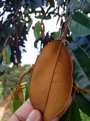 Chrysophyllum cainito