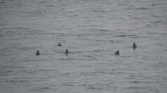 Cerorhinca monocerata