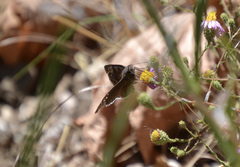 Erynnis funeralis