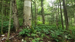 Betula papyrifera