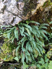 Asplenium viride