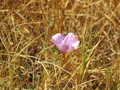 Convolvulus althaeoides