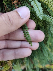 Asplenium viride