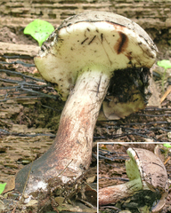 Tylopilus alboater