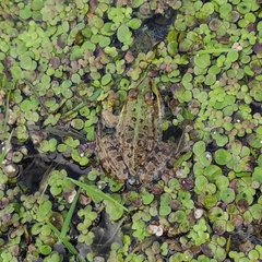 Pelophylax ridibundus