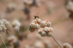 Eumenes