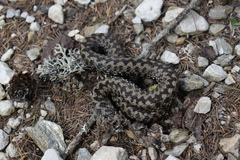 Vipera berus