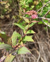 Spiraea japonica