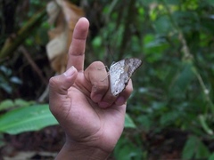 Prepona laertes octavia