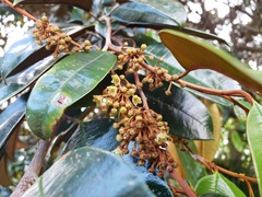 Chrysophyllum cainito