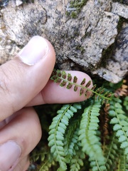 Asplenium viride