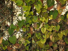 Aristolochia baetica