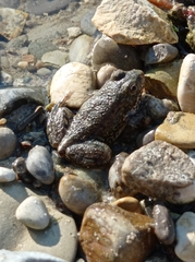 Pelophylax ridibundus