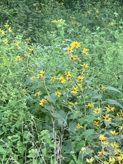 Helianthus divaricatus