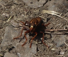 Asilus crabroniformis