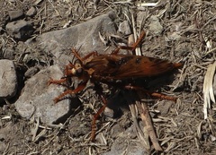 Asilus crabroniformis