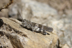 Oedipoda germanica
