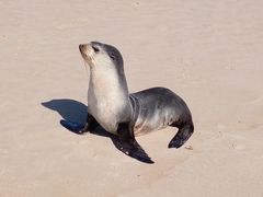 Arctocephalus tropicalis