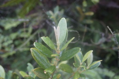 Rhodomyrtus tomentosa