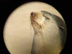 Arctocephalus tropicalis