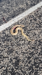 Crotalus viridis