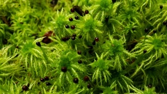 Sphagnum