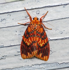 Barsine flammealis