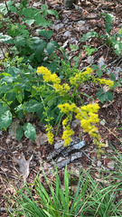 Solidago ulmifolia