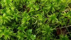 Sphagnum