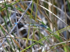 Argia bipunctulata